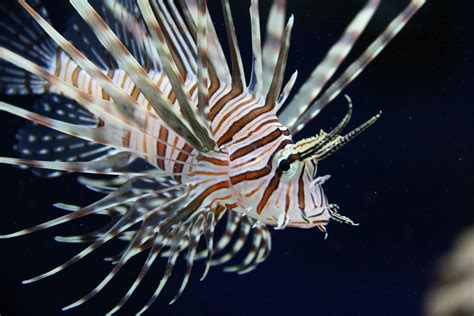 Lionfish Invasive Species