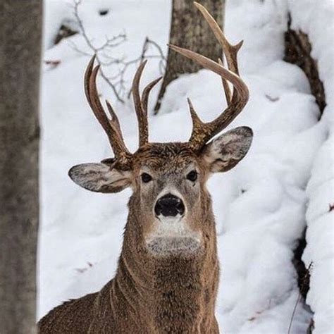 Bbc News On Instagram This Rare Deer With Three Antlers Has Been