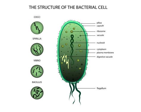 Spirilla Bacteria Labeled