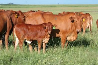 Origin of Afrikaner Cattle SA