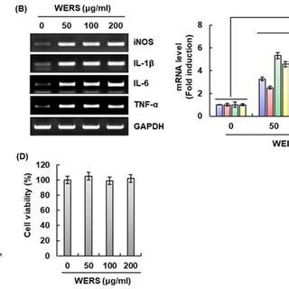 Effect Of Stf On Macrophage Activation In Raw Cells Raw