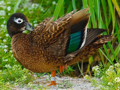 Operation Laysan Duck a Huge Success! - Hawai‘i Wildlife Center