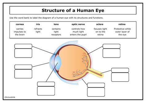 Structure Of The Human Eye Answers Teaching Resources