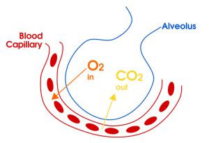 Respiration Transport Of Oxygen And Carbon Dioxide Biology