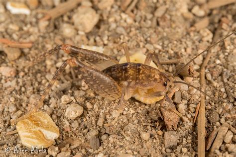 Pristoceuthophilus Sp Mount Pinos Area Ventura County C Flickr