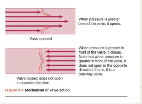 Exam Cardiac Flashcards Quizlet