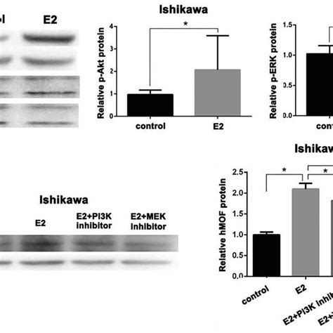 Estrogen Activated The Pi K Akt And Ras Raf Mek Erk Pathways To Promote