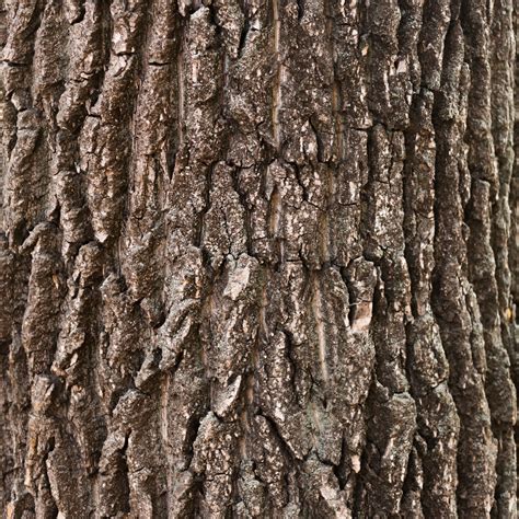 Textura De Tronco De árbol De Madera De Primer Plano Foto Premium