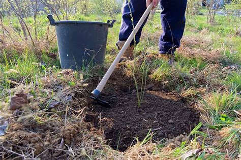 How To Lower Soil Ph To Grow Blueberries Gardeners Path