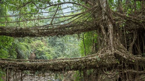 What Living Root Bridges can teach us about coexistence.