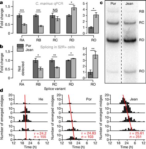 Differential Camkii Splicing Depends On Sequence Differences In The