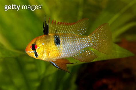 German Ram Cichlid Mikrogeophagus Ramirezi Aquarium Fish Butterfly