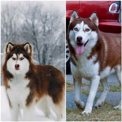 Los Verdaderos Tipos De Husky Siberiano Fotos Colores Ojos Pelaje