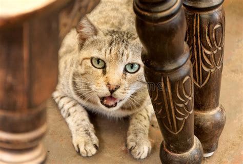 Domestic Cat Stock Photo Image Of Senses Mammal Cute 43107972