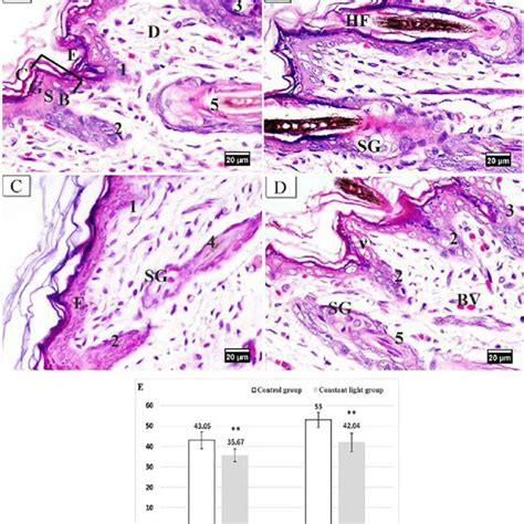 Photomicrographs Of Masson S Trichrome Stained Sections Of Dorsal Skin