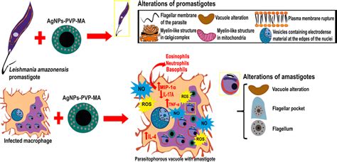 Cell Behavior After Treatment With AgNP PVP MA Nanocomposite After