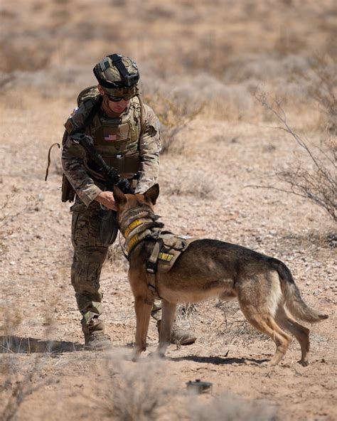 Dvids Images K9 Eod Joint Training Image 6 Of 10