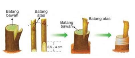 Cara Sambung Pucuk Pohon Durian TOPIK KESEHATAN KELUARGA KU