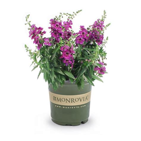 Monrovia 1 Gallon In Pot Angelonia L0098 At