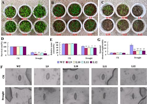 Phenotypic Assay Of Ghdrp1 Overexpression Transgenic Arabidopsis Under