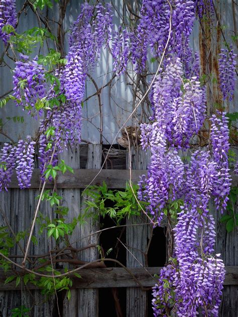 Photograph Wisteria On Barn By Stephen Brown On 500px Wisteria