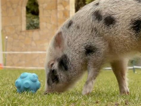 Full Grown Pigs