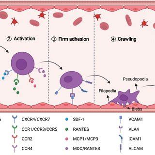 The Homing Mechanism Of MSCs Schematic Summarizing The Molecular