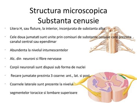 Maduva Spinarii Online Presentation