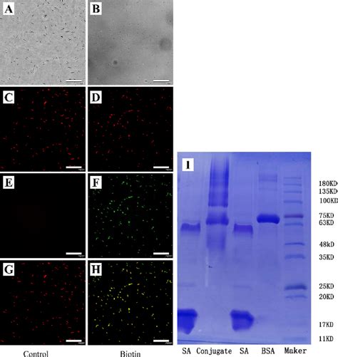 Images Showing Biotinylated E Coli Under Inverted Fluorescence