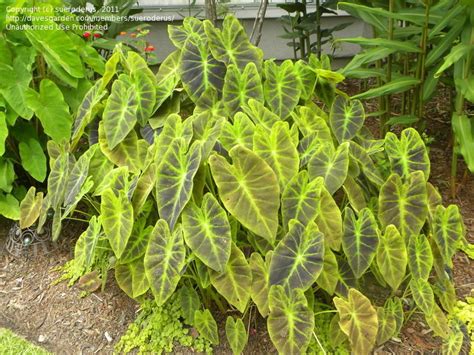 Plantfiles Pictures Imperial Taro Illustris Colocasia Antiquorum