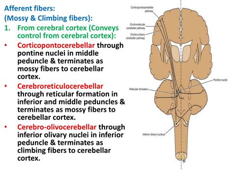 Ppt Cerebellum Powerpoint Presentation Free Download Id1938775