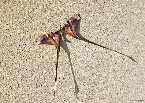 Copiopteryx semiramis from La Chorrera District Panamá Oeste Province