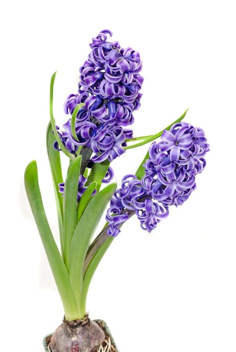 Mauve Hyacinthus Orientalis Flowers Common Hyacinth Garden Hyacinth