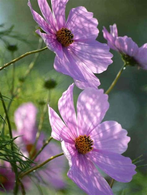 Cosmos Flower Meaning And Symbolism And Petal Color Meaning