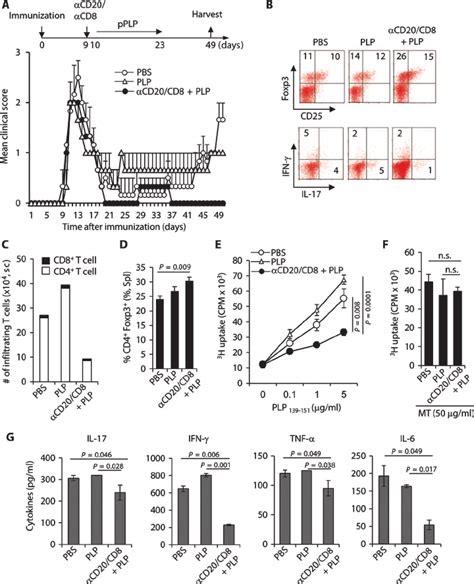 Combination Of Cd8 T Cell And B Cell Depletion And Autopeptide