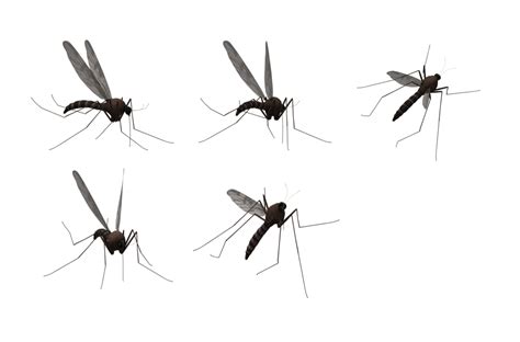 Mosquito Png Image Purepng Free Transparent Cc Png Image Library