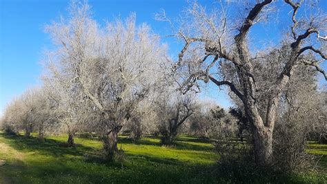 Xylella Altri Milioni Per Far Scorrere La Graduatoria Del Bando