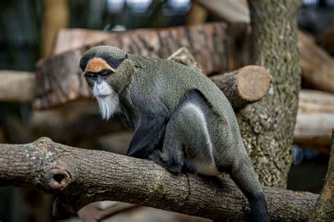 Meet the New De Brazza’s Monkeys - Milwaukee County Zoo