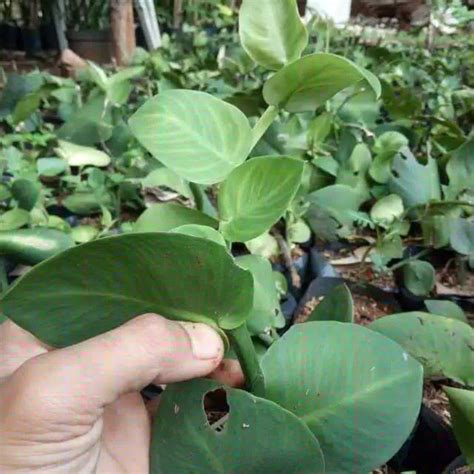 Jual Tanaman Rambat Dolar Daun Besar Tanaman Dolar Besar Tanaman