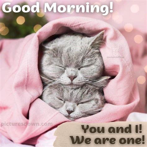 Good Morning Saturday Love Image Two Cats Picturesdown