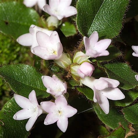 Mayflower, Epigaea repens | American Meadows