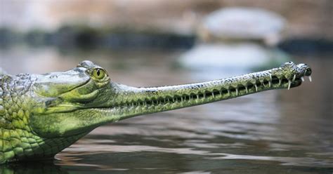 The Gharial – Good News for the Critically Endangered Indian Crocodile ...