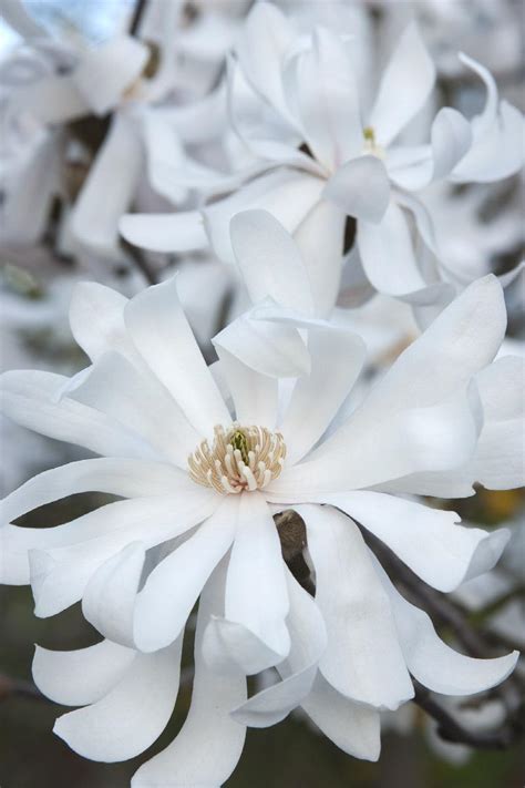 Royal Star Magnolia Magnolia Stellata Royal Star Monrovia Plant