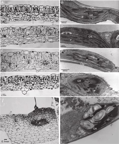 Thick And Thin Leaf Sections Of Nicotiana Tabacum Control And