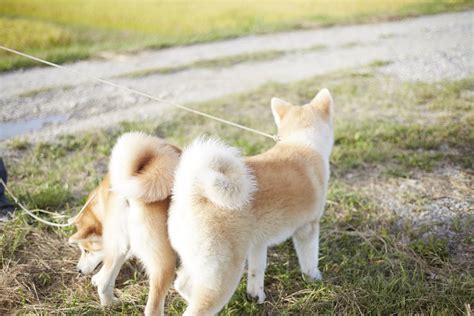 魅惑のもふもふ！秋田犬に癒されたい！🐕 Twitter