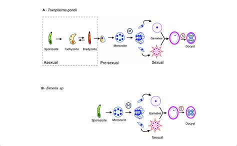 The Life Cycle Of T Gondii A And Eimeria Spp B After Host Cell Download Scientific