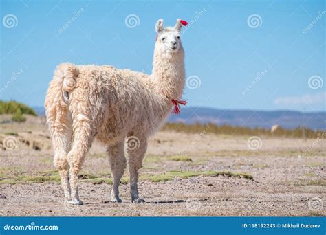 Decorated White Llama Stock Image Image Of Meadow Outdoor 118192243