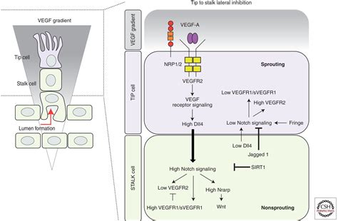 Vegf And Notch In Tip And Stalk Cell Selection