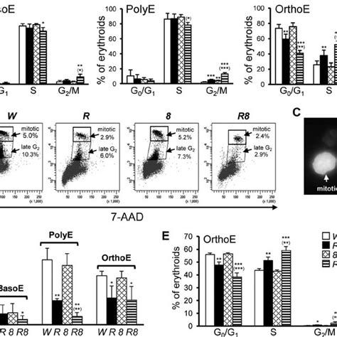 Epor Gfpcre Mediated Inactivation Of Rb And E F In Erythroid Cells