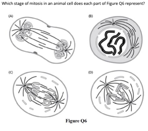 Top 191 + Animal cell mitosis - Inoticia.net